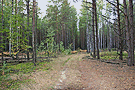 Лес около деревни Калдево