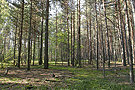 Лес около деревни Калдево